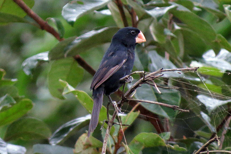 Nicaraguan Seed-Finch is even more local, but we always make some effort to see it…                               