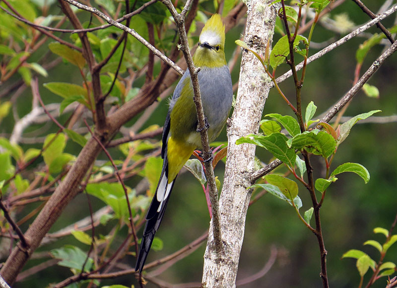 …Long-tailed Silky-flycatcher which needs a good berry crop, preferably mistletoe, to be common.                               