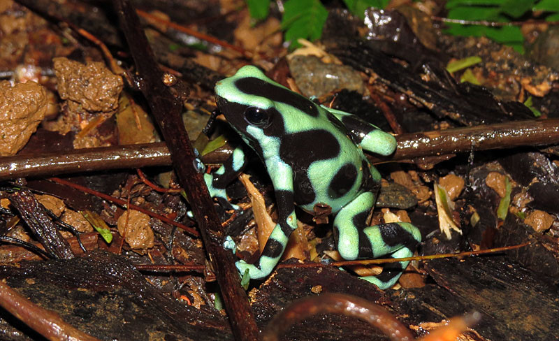 …or this Green-and-black Poison Frog.                               