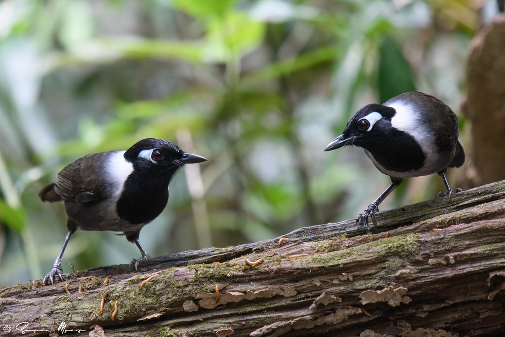 …we’ll find there’s never a dull moment! Here, the striking Black-hooded Laughingthrush… 