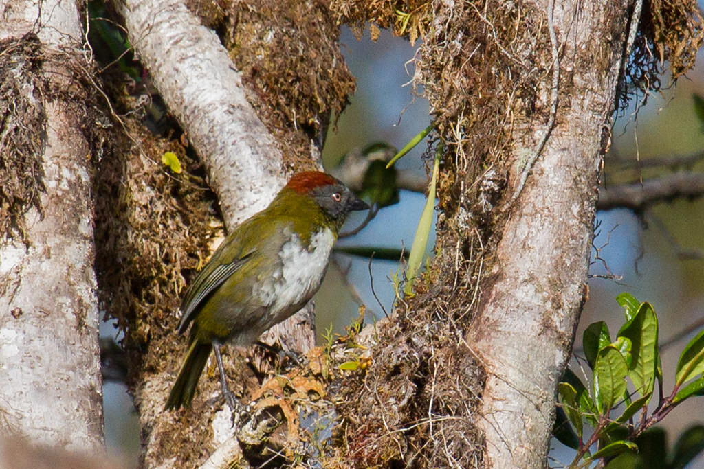 …while the Rufous-naped Bellbird is less so. 