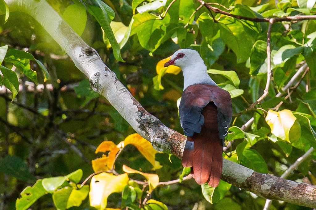 …and the impressive Great Cuckoo-Dove. 