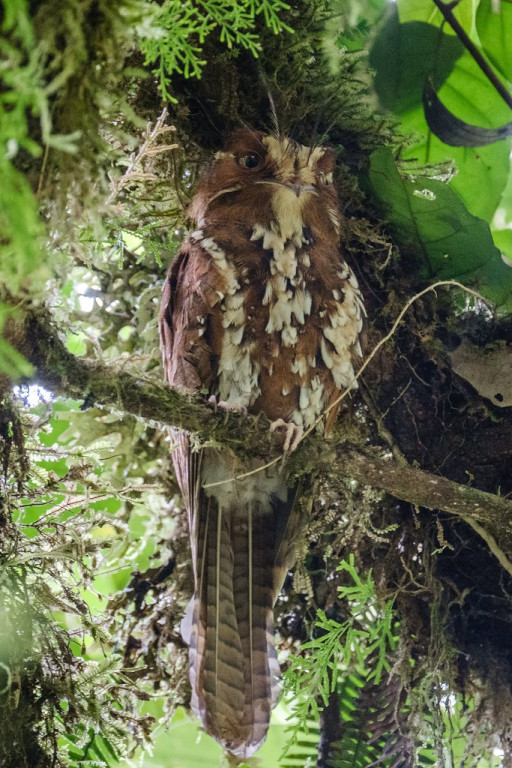 Nightbirds are another feature of this tour; the weird Feline Owlet-nightjar…