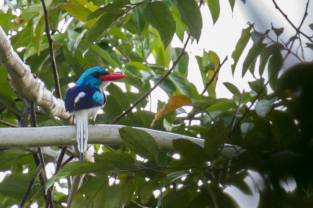 …and the endemic Biak Paradise-Kingfisher is equally splendid. 
