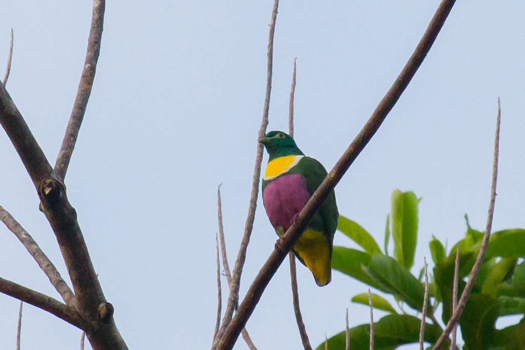 …a somewhat more subdued but very colorful Yellow-bibbed Fruit Dove…