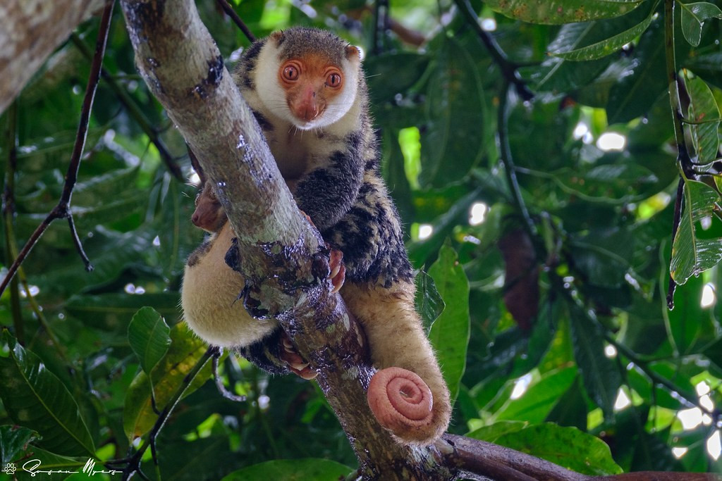 It’s not just about the birds. There are many other fascinating creatures like this Waigeo Cuscus, here with her baby. 