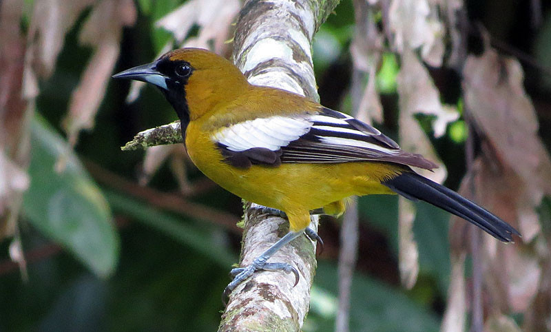 The handsome Jamaican Oriole is merely a “near endemic”…