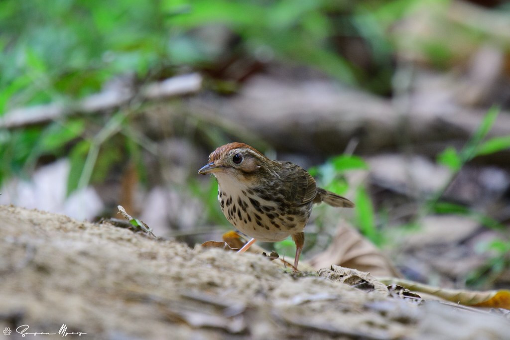 But the birds are the star of the show! Here a little Puff-throated Babbler…