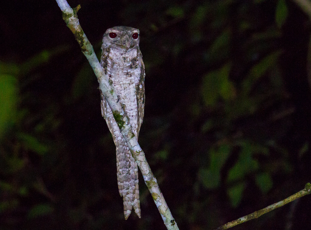  …and Papuan Frogmouth, are all possible. 