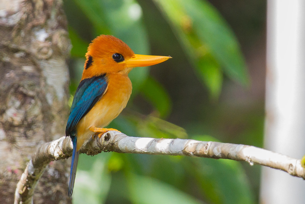 Mew Guinea kingfishers are some of the fanciest to be found anywhere. Here, the lowland dwelling Yellow-billed Kingfisher…