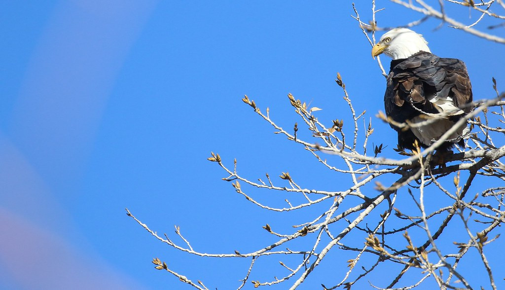 With such waterfowl abundance, a few Bald Eagles are always around to prey on the weak…
