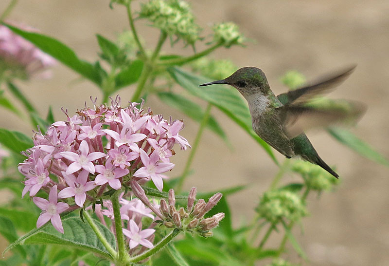 …while the microscopic Vervain Hummingbird is a distinctive endemic subspecies.       