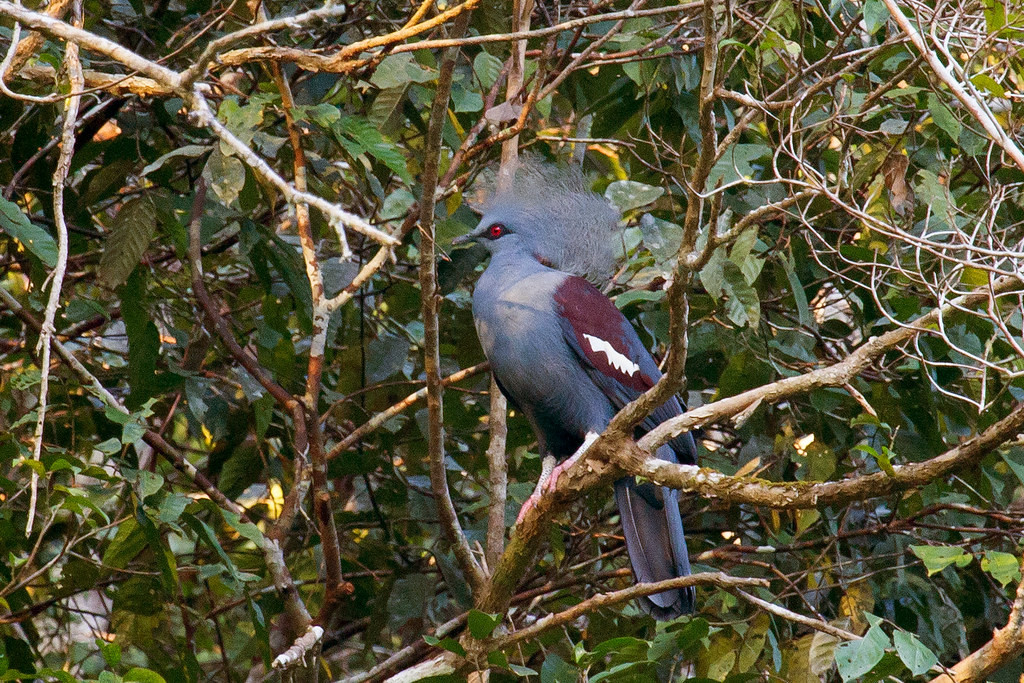 New Guinea is well endowed with exotic pigeons but this one takes the cake! The Western Crowned-Pigeon… 