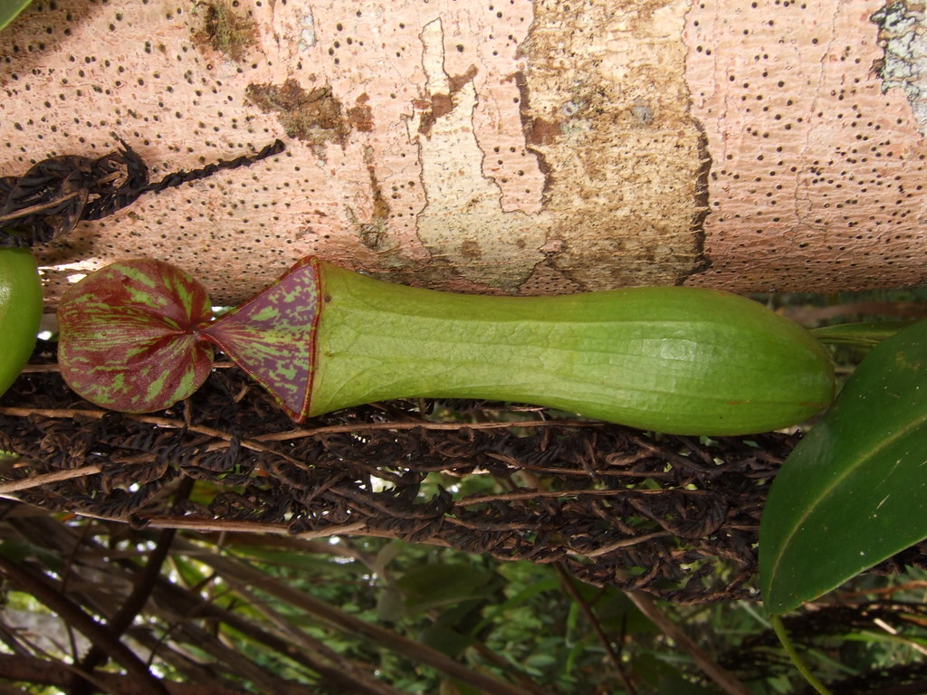 …as well as unusual flora, like this Nepenthes. 