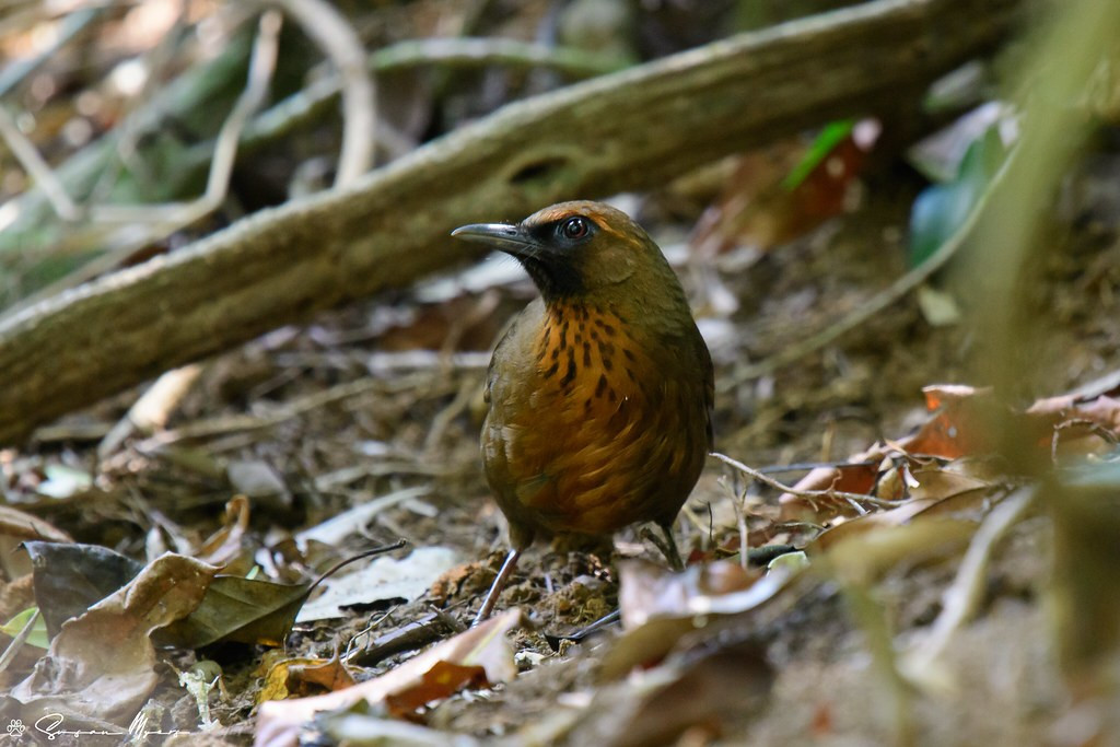 More difficult to find is the very secretive Orange-breasted Laughingthrush