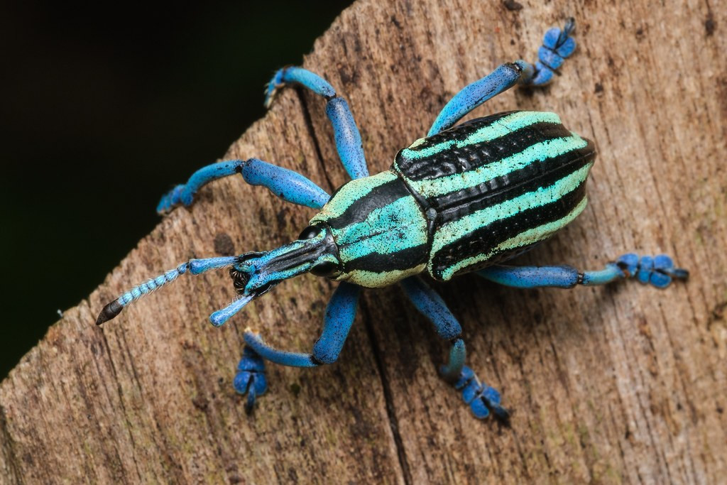 …and this incredible broad-nosed weevil…