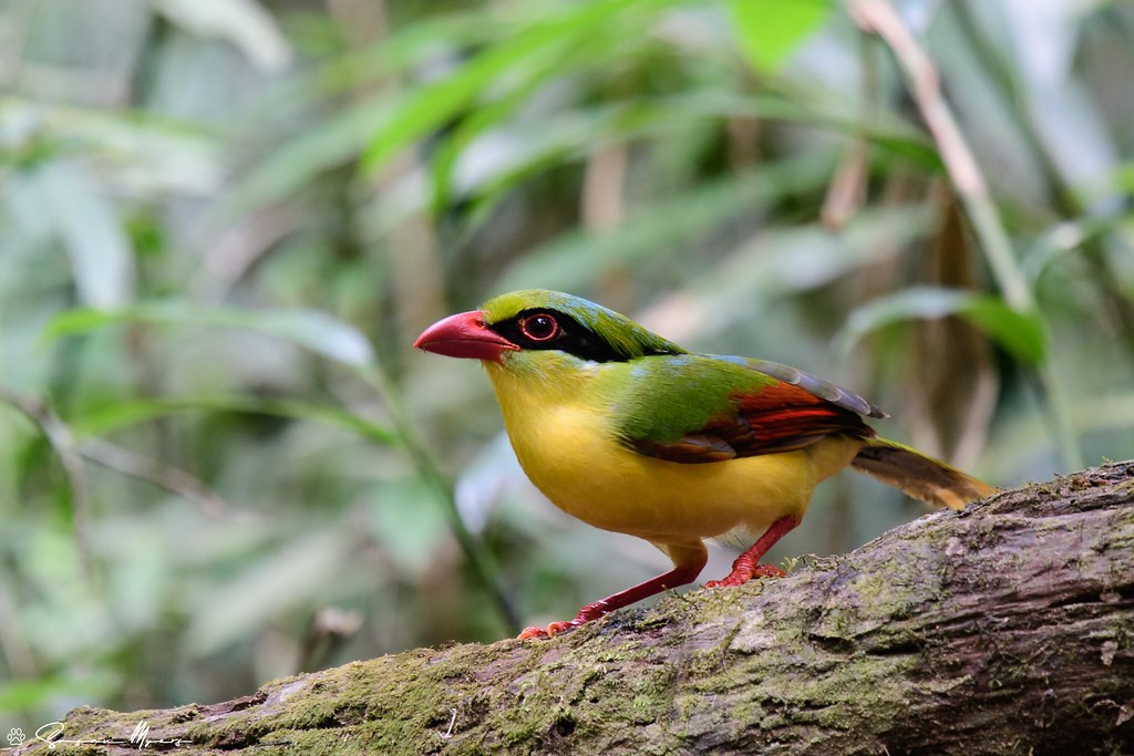 The stunning Indochinese Green Magpie is restricted to central Vietnam.