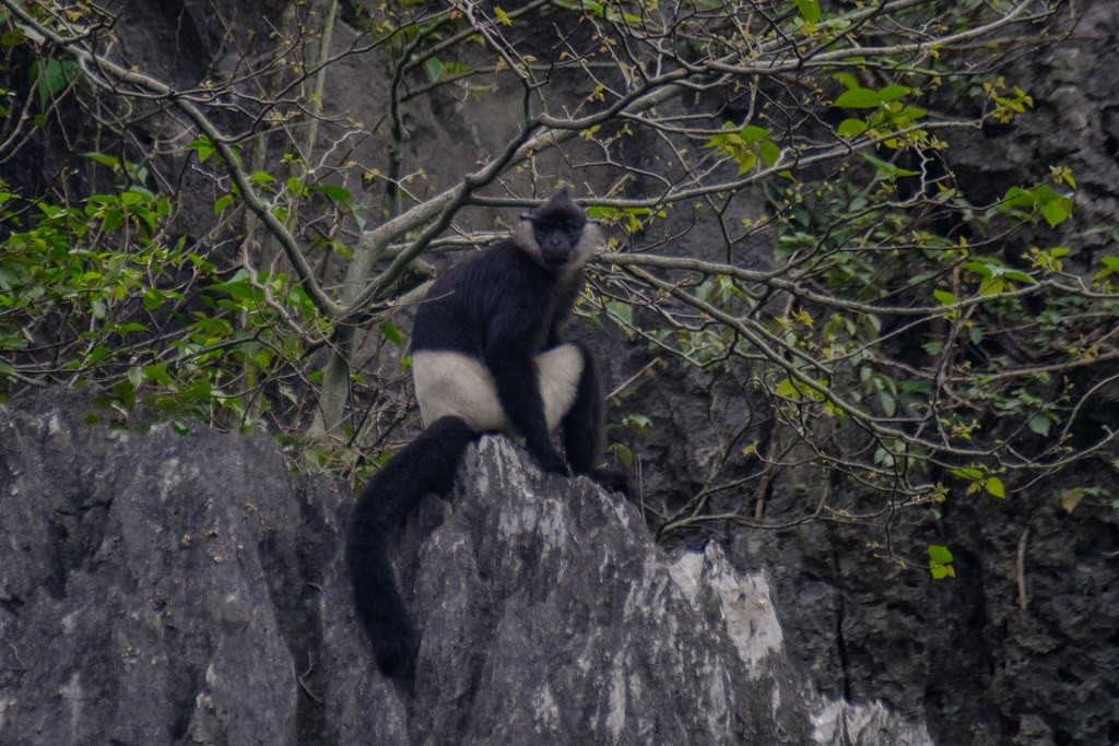 …which is the last stronghold of the rare and beautiful Delacour’s Langur.