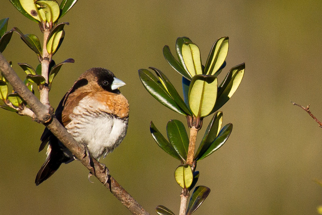…while the Snow Mountain Munia is another Baliem Valley speciality. 
