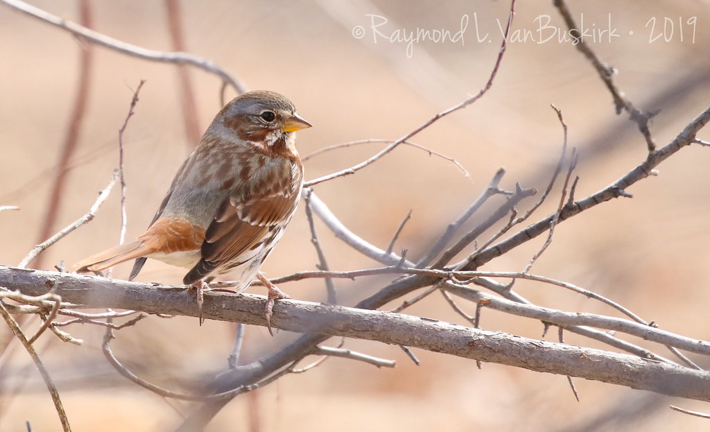 …the uncommon red Fox Sparrow…