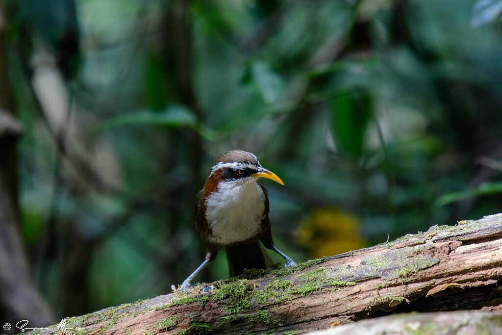 The hooting calls of White-browed Scimitar Babbler often give away its presence