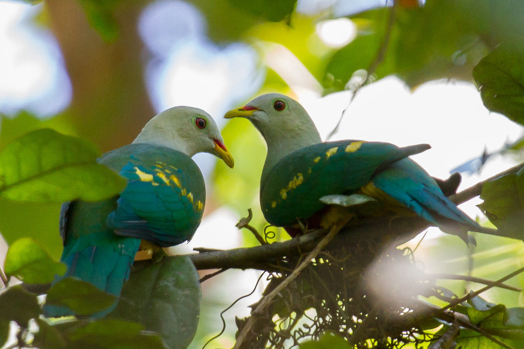 …the chunky Wompoo Fruit-Dove, named for its call… 