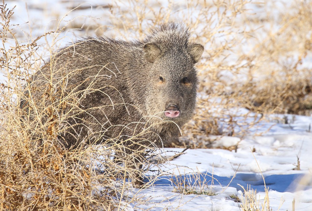 …and this Collared Peccary, seemingly comfortable in the cold.