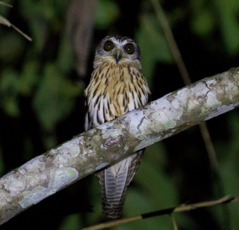 …Papuan Hawk-Owl…