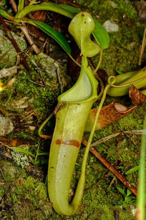 …and a host of fascinating plants like this Nepenthes pitcher plant. 