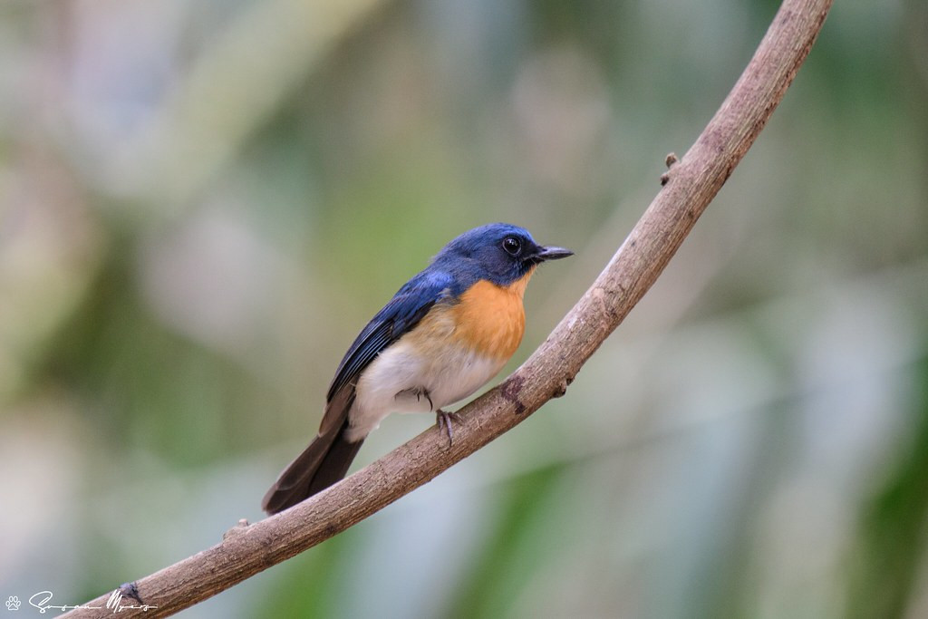 …and a gorgeous blue flycatcher, that is causing lots of taxonomic confusion!