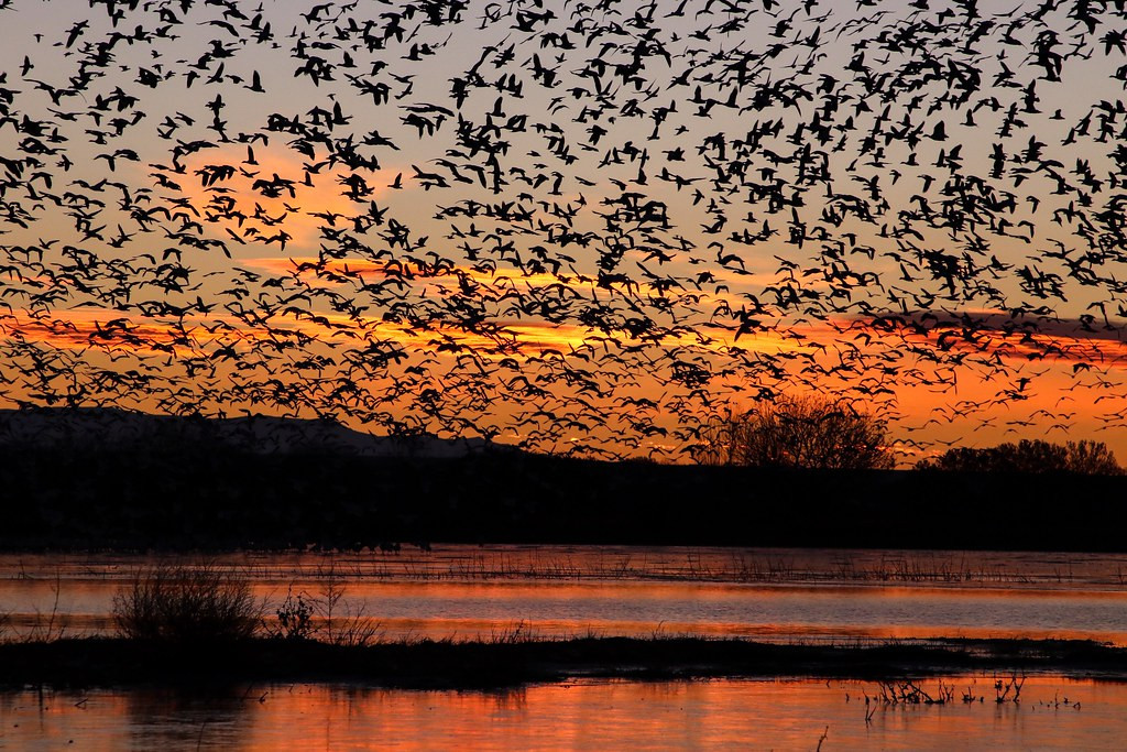 Bosque Del Apache National Wildlife Refuge is a place of extrordinary beauty and abundance; here Snow Geese depart at sunrise for their daytime foraging…