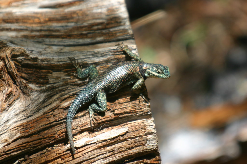 …and likely a host of lizards such as this Mountain Spiny.
