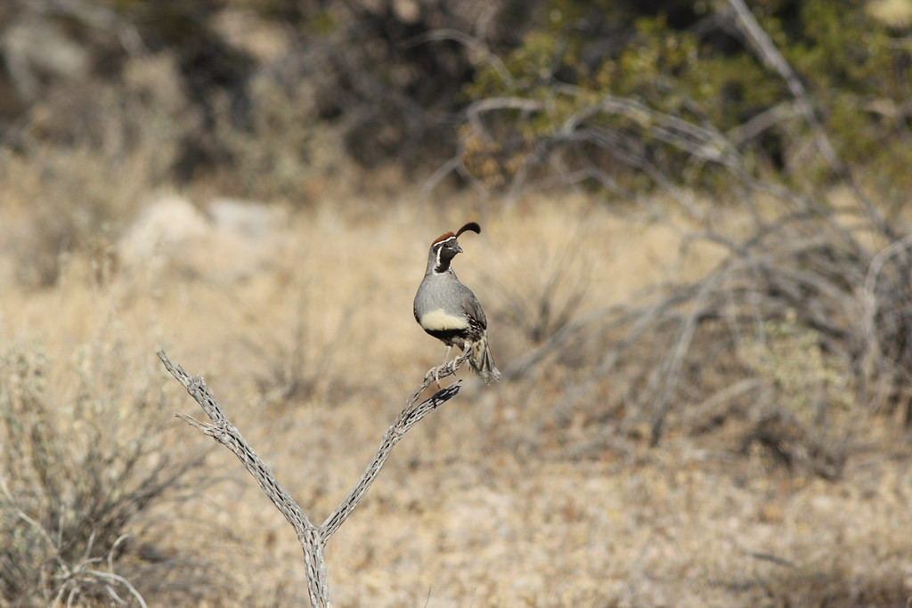 …and Gambel’s Quail should be an ever-present companion.