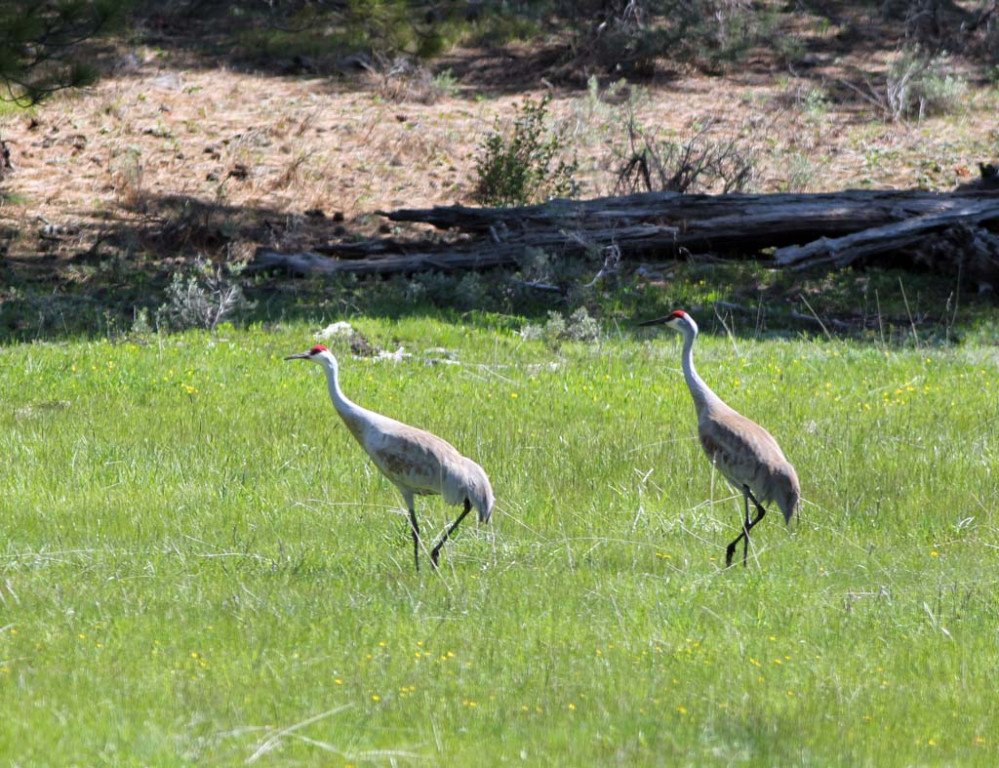 …and mountain meadows have breeding Sandhill Cranes.
