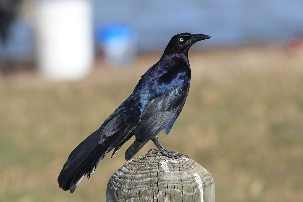 Great-tailed Grackles are beautiful, and everywhere, along with …