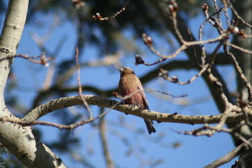 Feeders nearby often old rosy-finches (here a Brown-capped)…