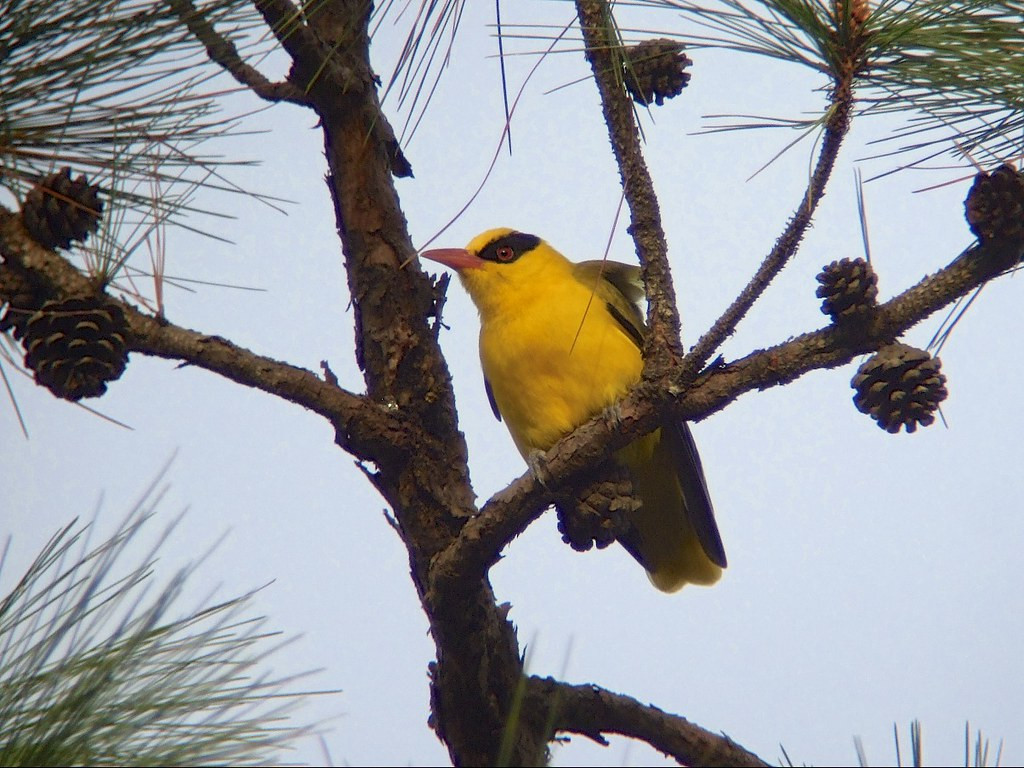 …and we’ll explore the pine forests for a handful of specialists, including the scarce Slender-billed Oriole. 