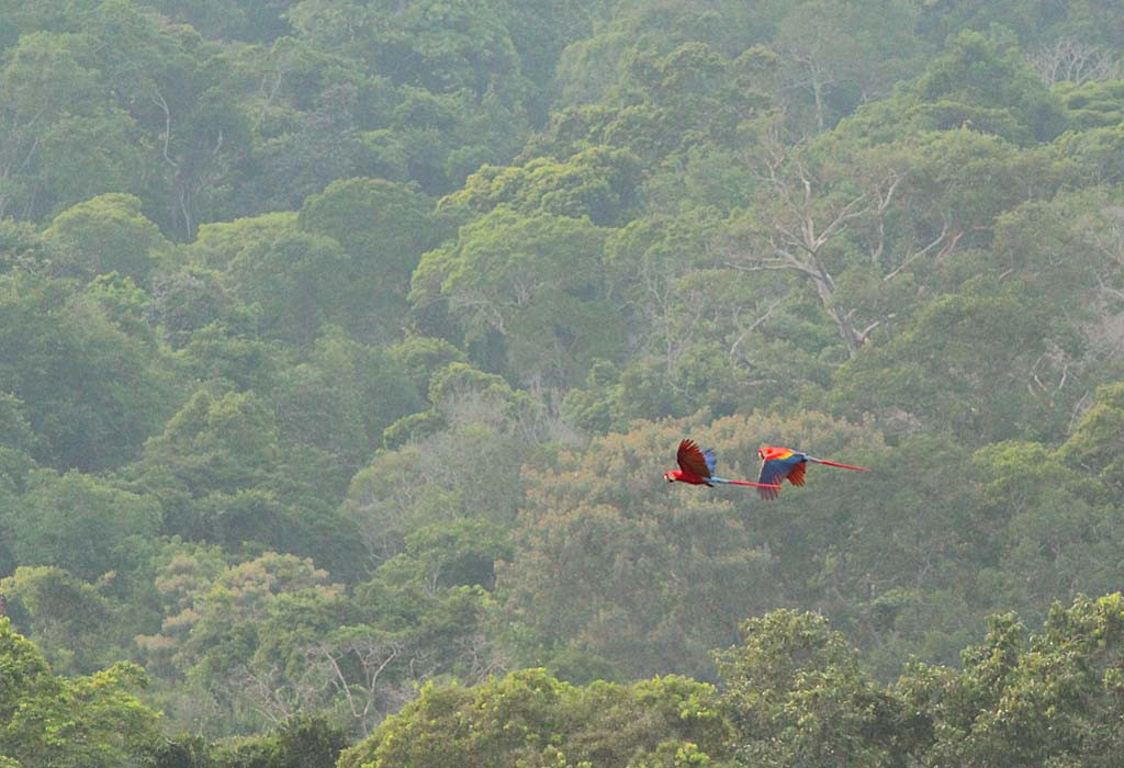 Every morning is different on the towers, some days with a close fly-by of Scarlet Macaws…