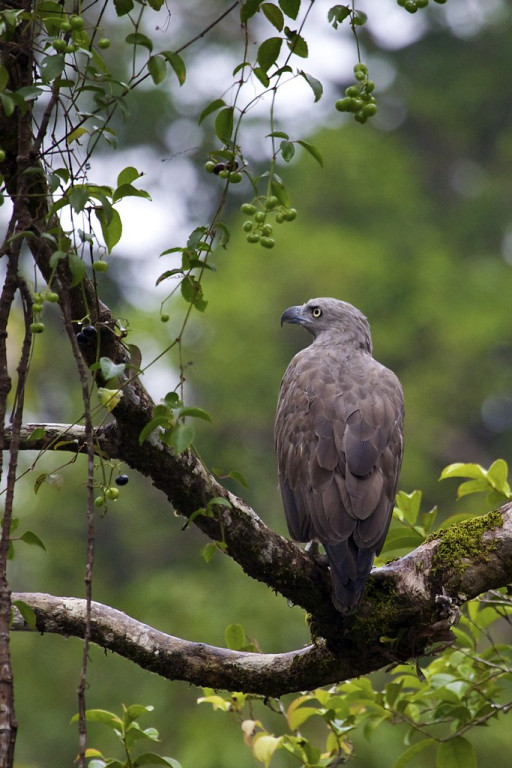 Raptors are well represented, too. Here, a Lesser Fish-Eagle…