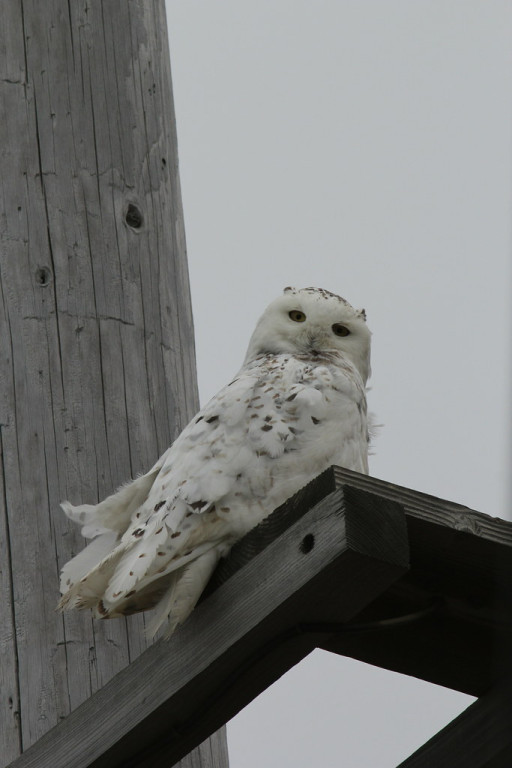 …and will always be alert for nearby Snowy Owls…