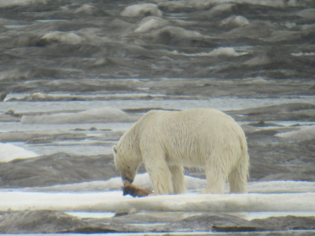 We’ll even have a reasonable chance at one of North Americas most coveted mammals, the Polar Bear!
