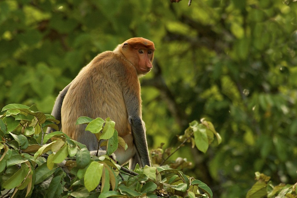 …and the wildly unlikely-looking Proboscis Monkey. 