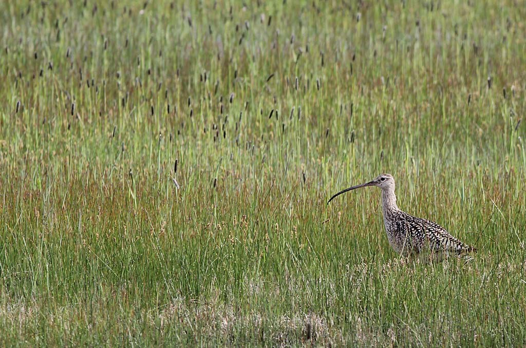 …where Long-billed Curlew breeds in fields…