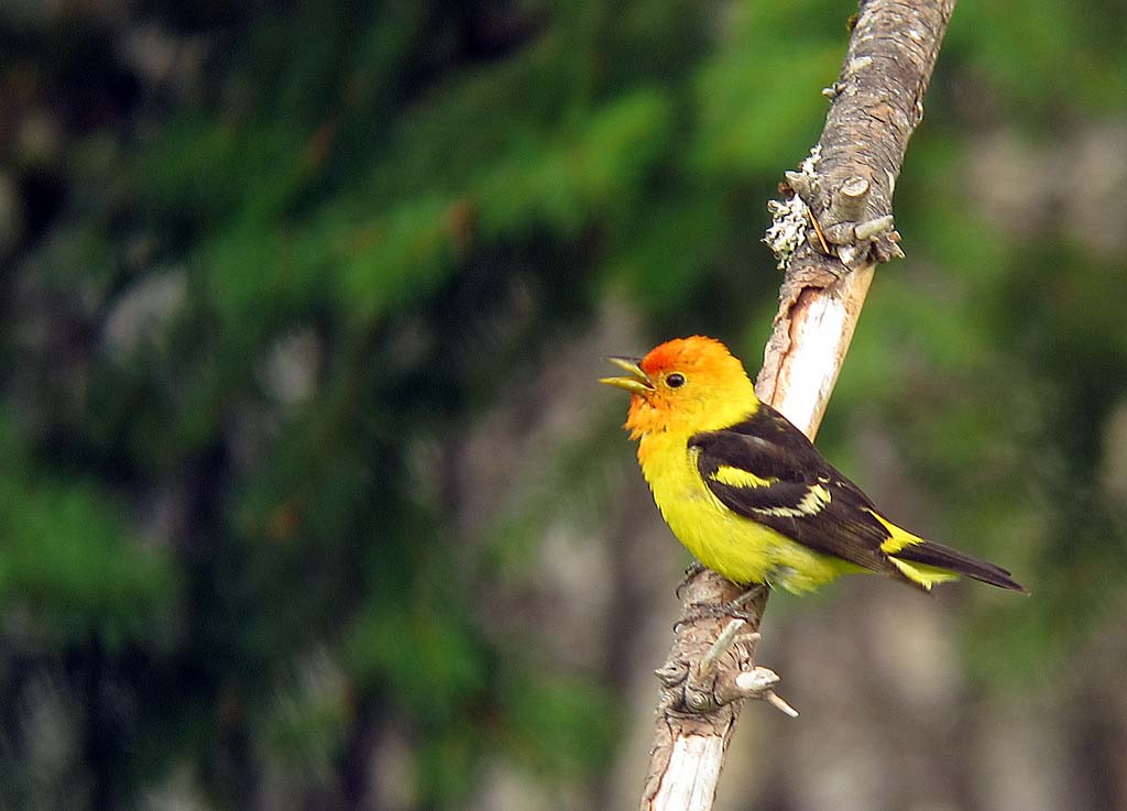 …where Western Tanager is a common breeder.
