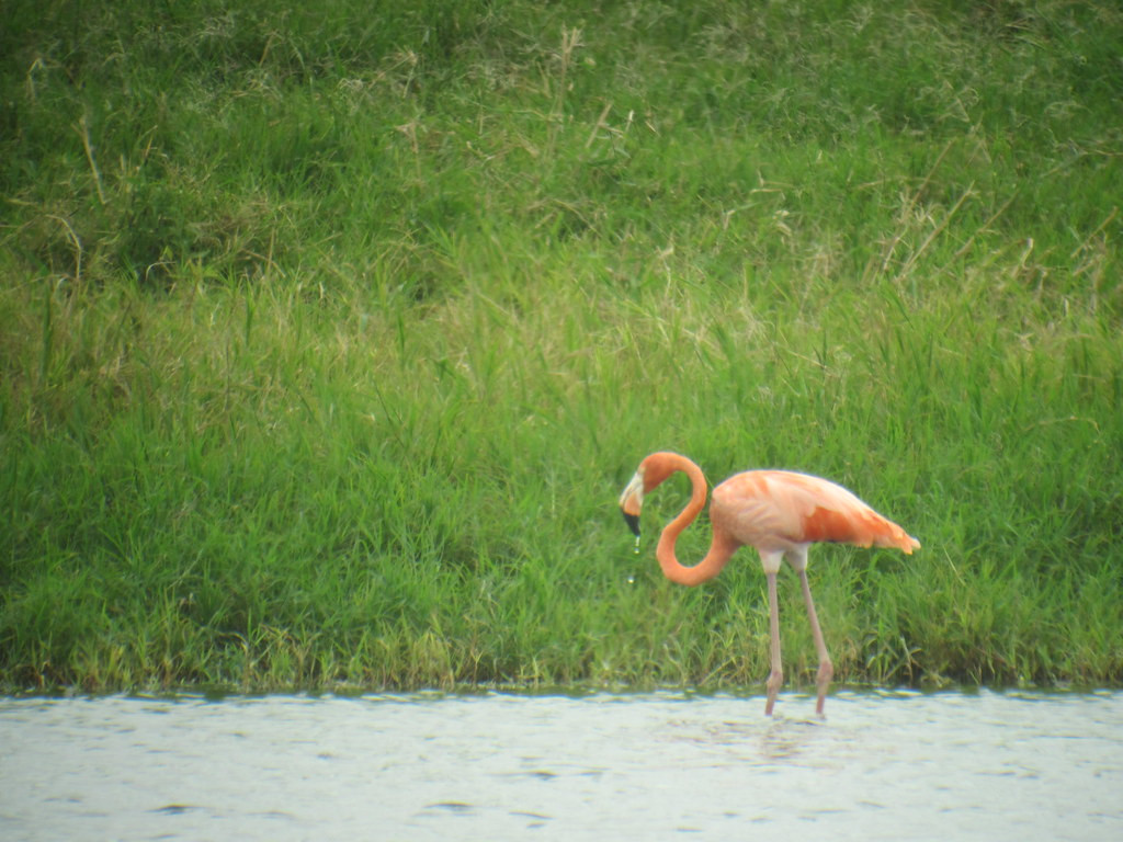 …and maybe even a stray American Flamingo…                           