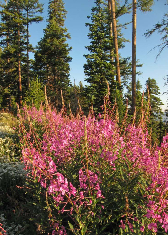 …and we’ll bird rich coniferous woodlands where late summer Fireweed should be in bloom…