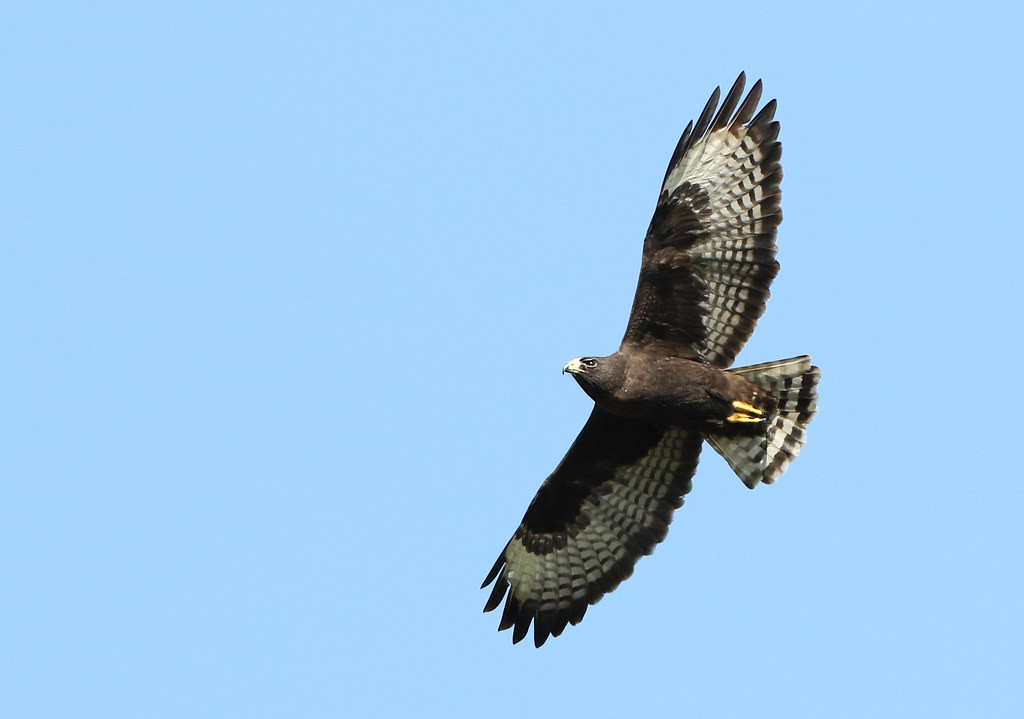 Raptors are often a fixture at Finca Los Tarrales, with Short-tailed Hawks soaring above us…