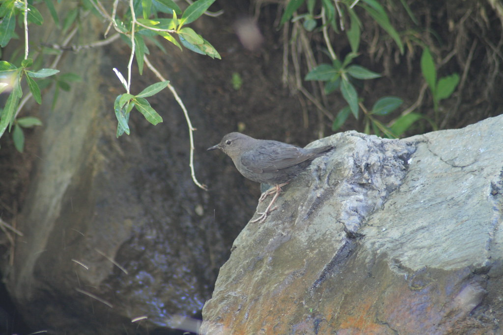 …and charismatic American Dippers ply the creeksides.
