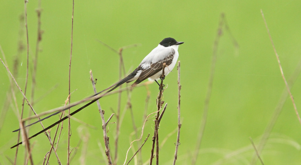 We’ll also spend some time birding the open fields and marshes nearby, which are home to Fork-tailed Flycatchers…