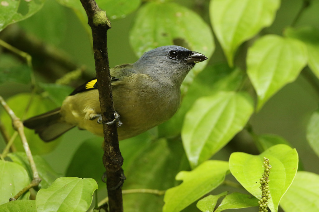 …before we arrive at some famous fincas south of Lake Atitlán, where species like Yellow-winged Tanager are common…